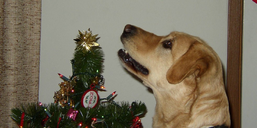 christmas_02_maggie.jpg