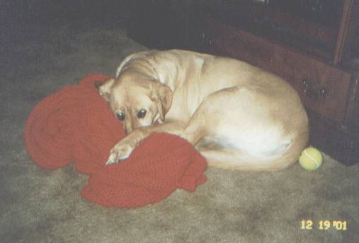 Sleepy dog