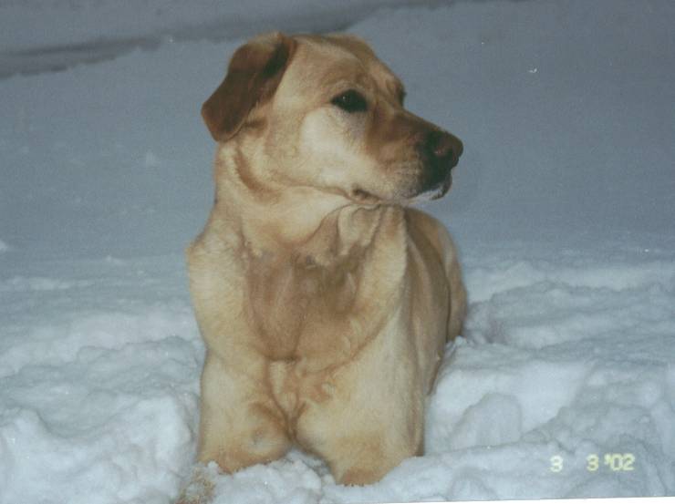 maggie_snow1.jpg