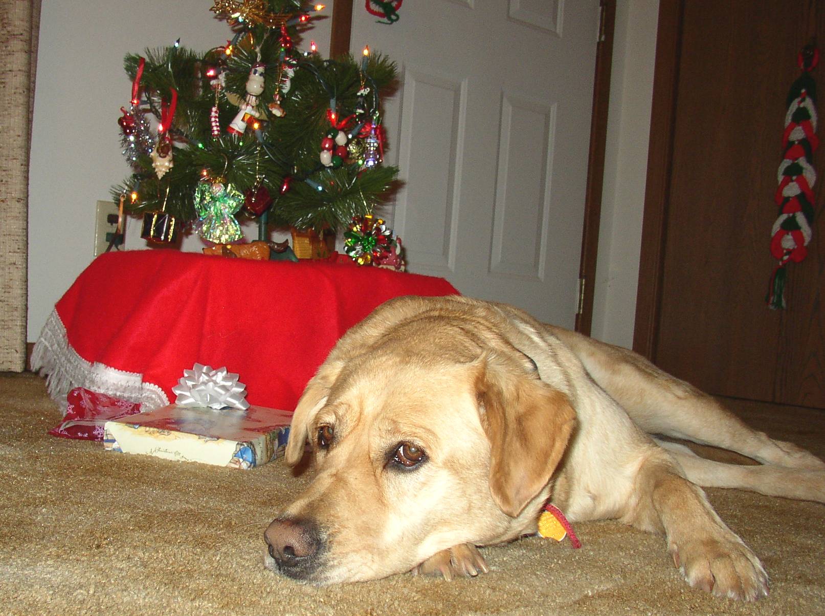 rachels_dog.jpg